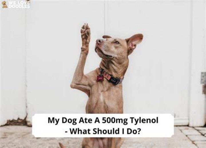 My Dog Ate A 500mg Tylenol