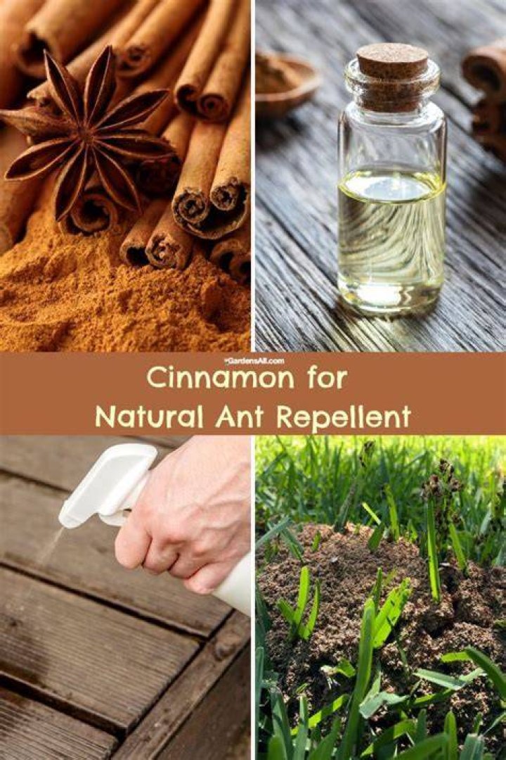 Natural ant repellent - How To Discuss
