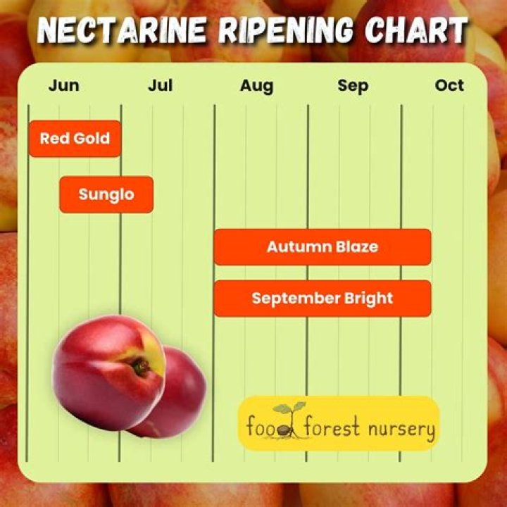 Nectarine fruit - How To Discuss