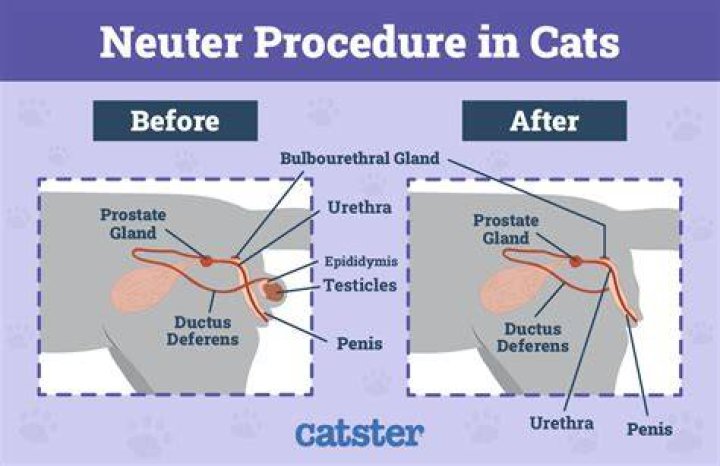 Neutering - How To Discuss