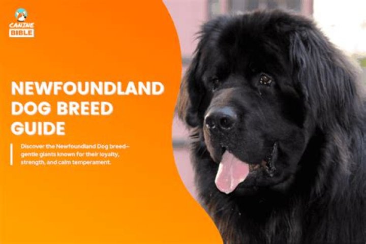 Newfoundland Dog Hypoallergenic - How To Discuss