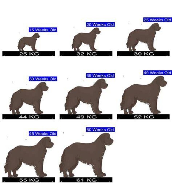 Newfoundland Dog Weight - How To Discuss