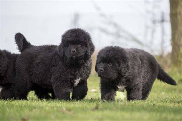 Newfoundland Puppies Michigan - How To Discuss