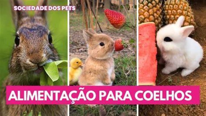 O Que O Coelho Come