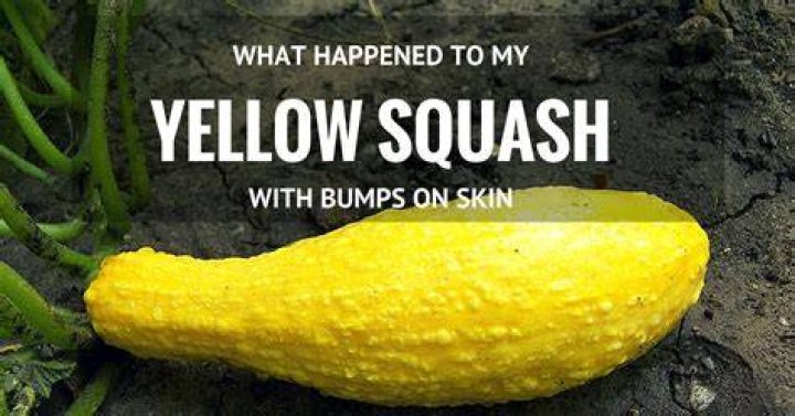 Orange Squash With Bumps - How To Discuss