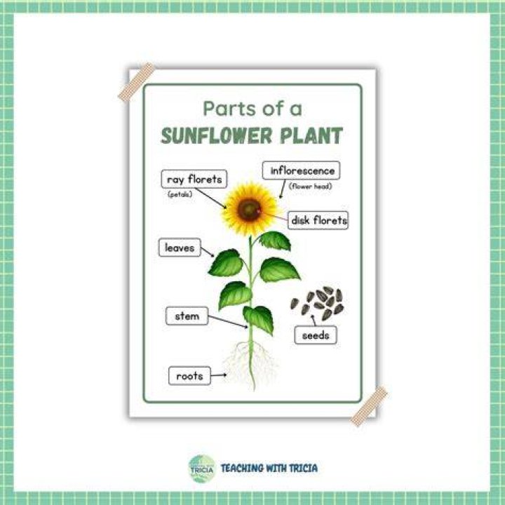 Parts Of A Sunflower - How To Discuss
