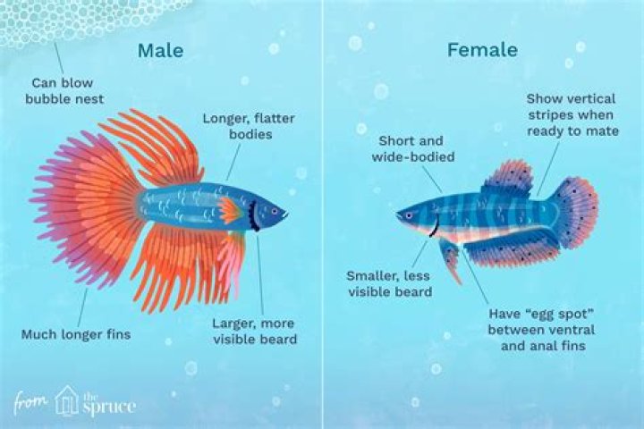 Peixe Betta FÃªmea - How To Discuss