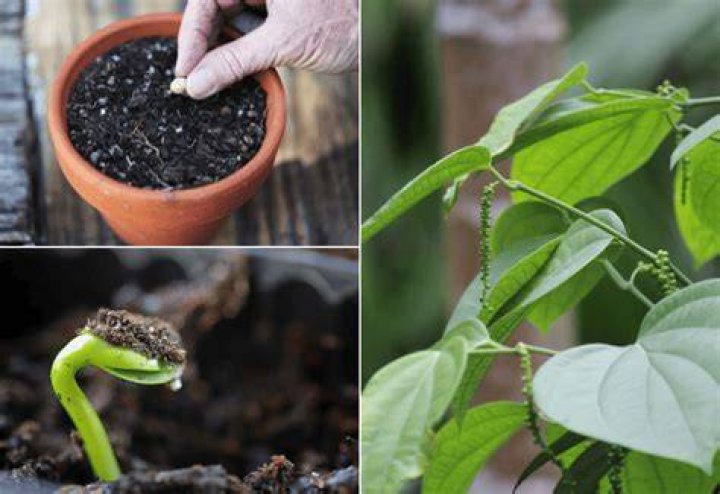 Peppercorn plant - How To Discuss
