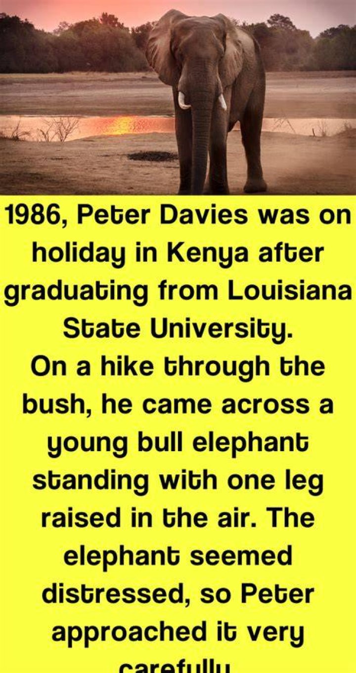 Peter Davies Elephant - How To Discuss