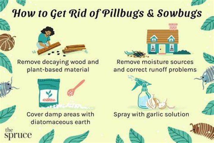 Pill Bugs In House - How To Discuss