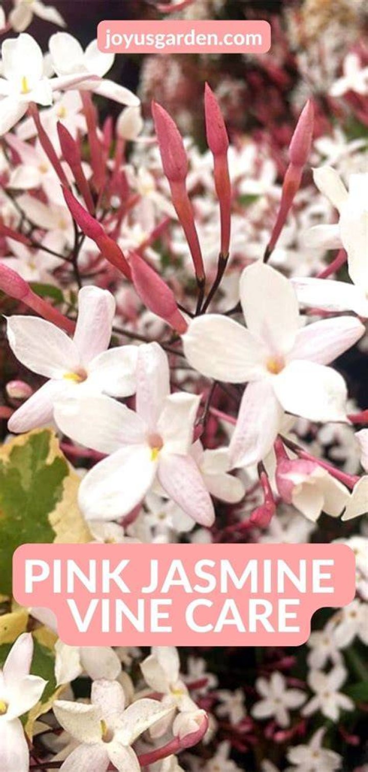 Pink jasmine plant - How To Discuss