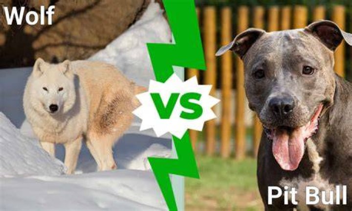 Pitbull Vs Wolf - How To Discuss