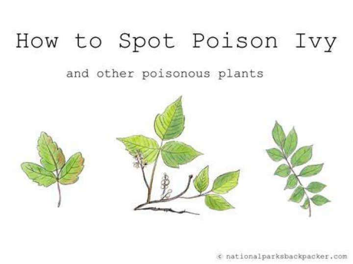 Poison ivy flower - How To Discuss