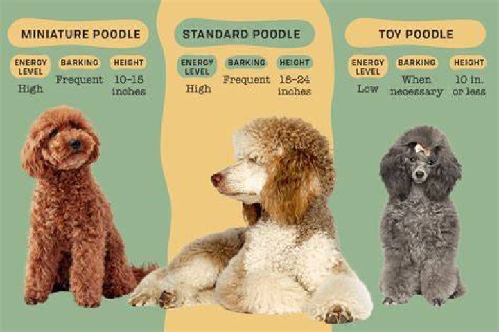 Poodle Numero 1 - How To Discuss