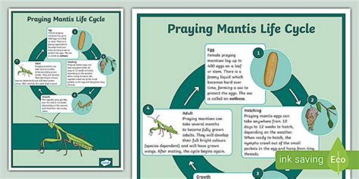 Praying Mantis Teeth - How To Discuss