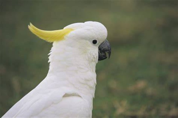PreÃ§o Cacatua - How To Discuss