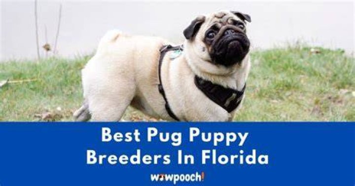 Pug Breeders In Florida - How To Discuss