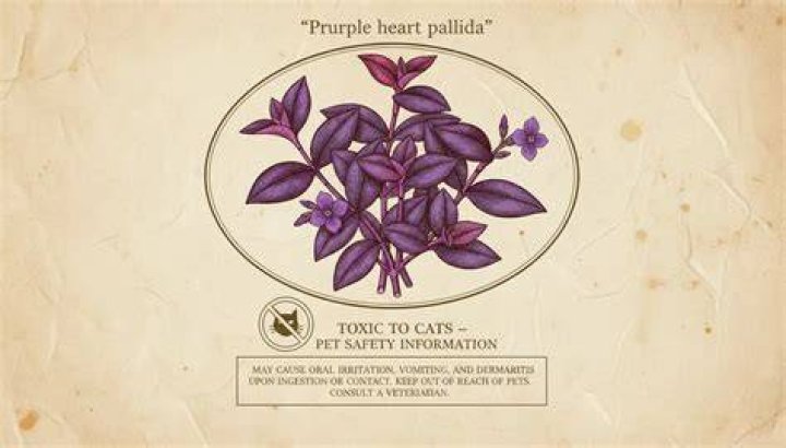 Purple Heart Plant Toxic To Cats