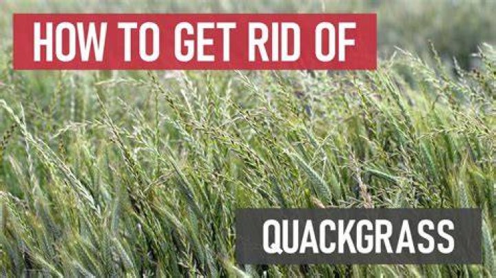 Quack grass - How To Discuss