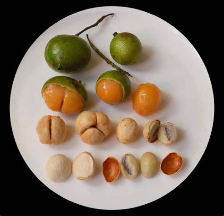 Quenepas In English - How To Discuss
