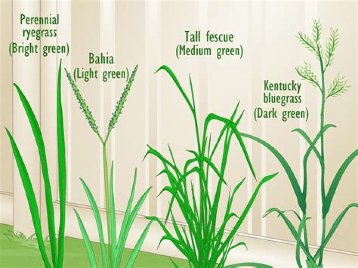 Razor Grass - How To Discuss