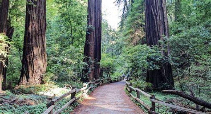 Redwood forest near me - How To Discuss