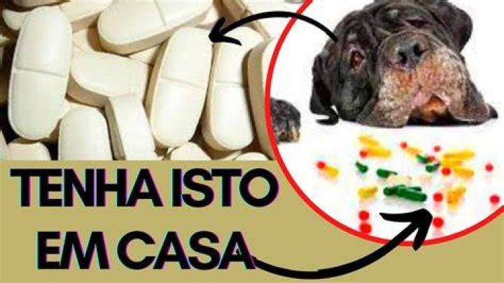 RemÃ©dio Caseiro Para Sacrificar Cachorro Doente