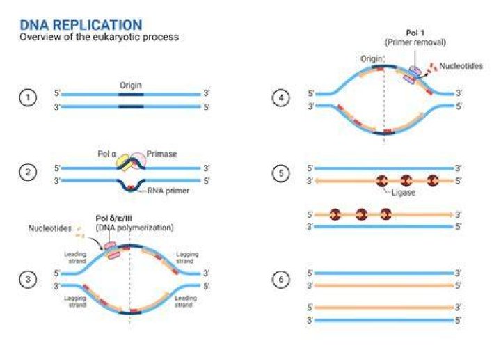 Replication - How To Discuss