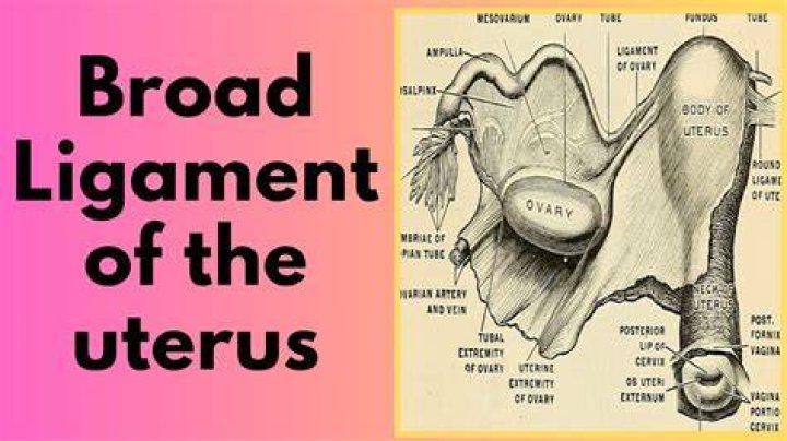 Salpinx Medical Term - How To Discuss