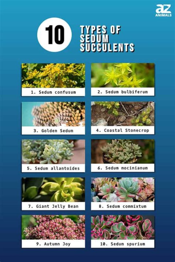Sedum succulent types - How To Discuss