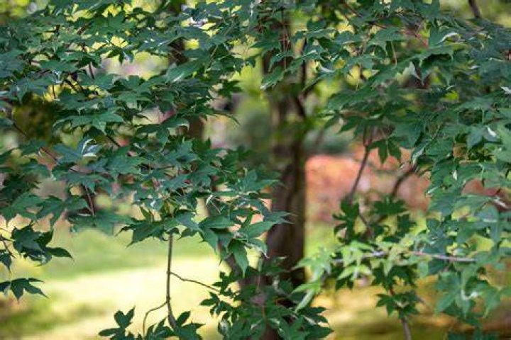 Shantung maple - How To Discuss