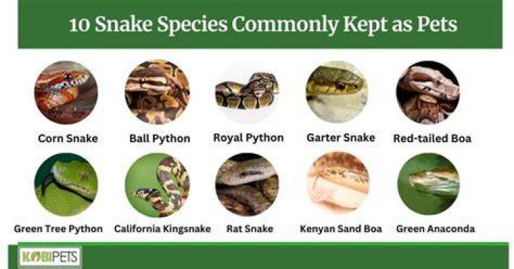 SNAKES THAT CAN BE PETS