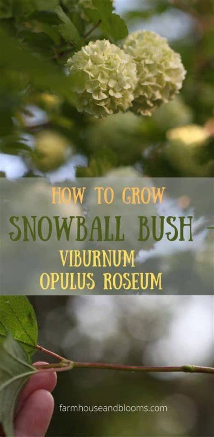 Snowball Bush - How To Discuss