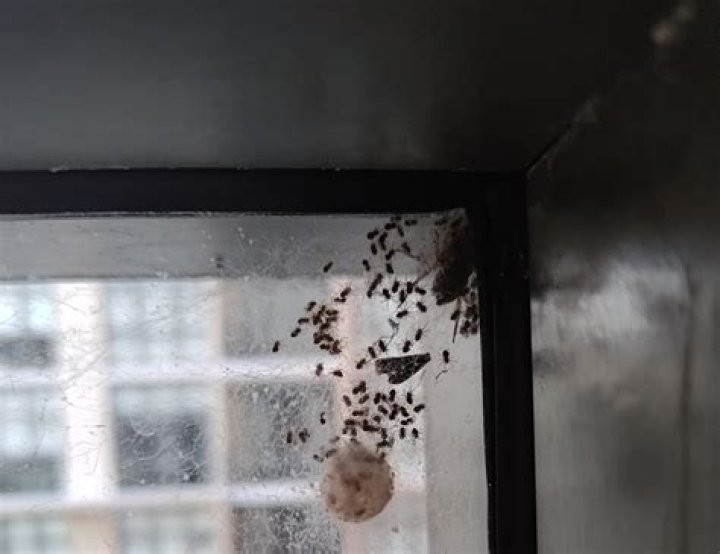 Spider Eggs On Window - How To Discuss