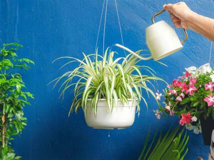 Spider Plant In Tagalog - How To Discuss