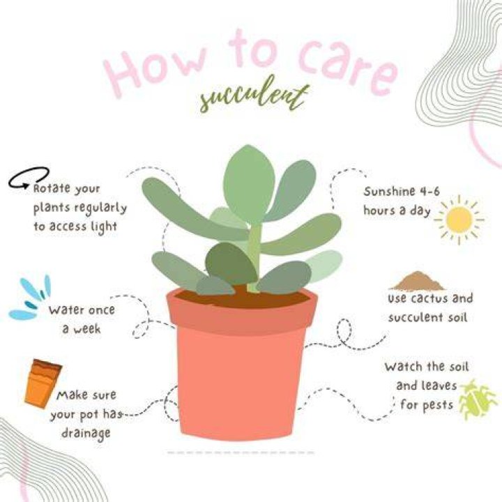 Succulent care - How To Discuss