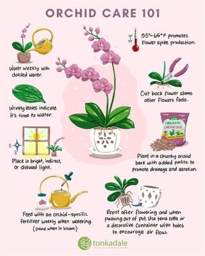 Taking care of orchids - How To Discuss