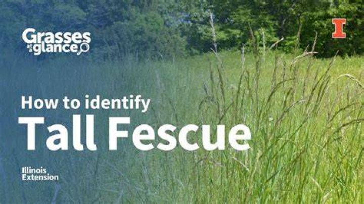 Tall fescue - How To Discuss