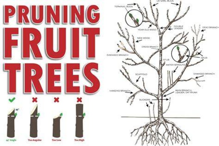 Termites In Fruit Trees - How To Discuss