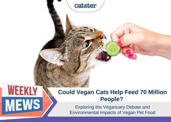 Vegan Cats - How To Discuss