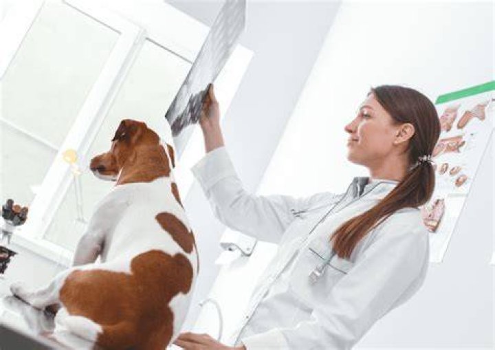 Veterinary orthopedic surgeon - How To Discuss