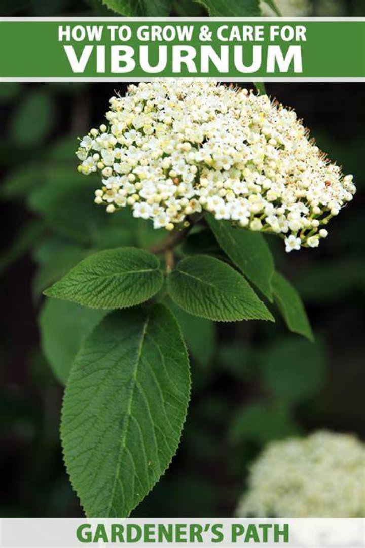 Viburnum plant - How To Discuss