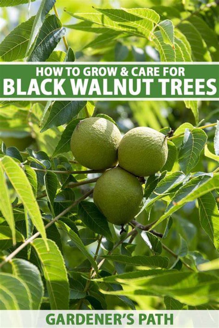Walnut tree - How To Discuss