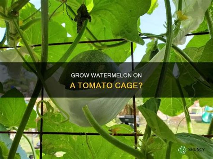 Watermelon Cage - How To Discuss