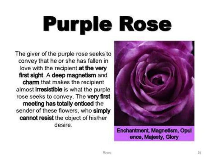 What Do Purple Roses Mean