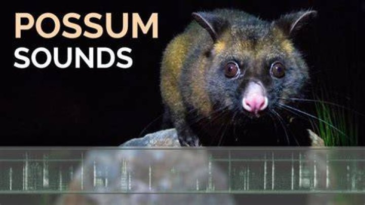 What Does A Possum Sound Like