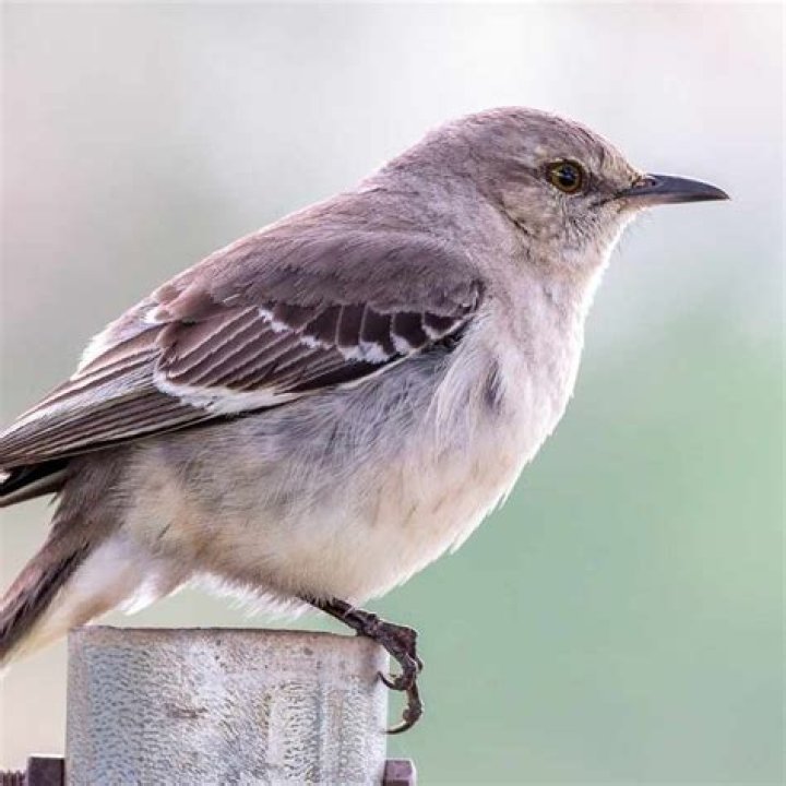 What Does The Mockingbird Symbolize