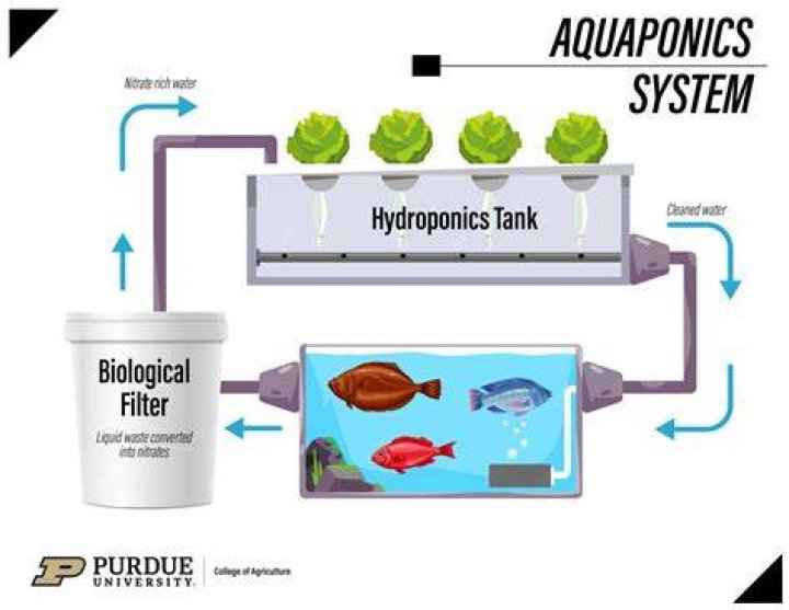 What is aquaponics? And how does it works? What are its benefits?