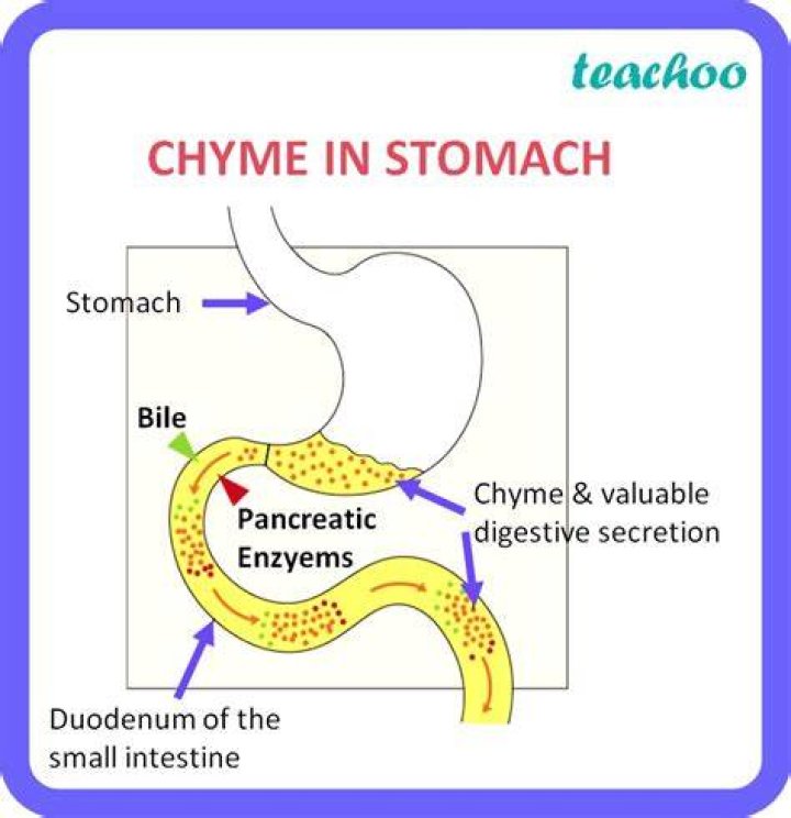 What Is Chyme - How To Discuss