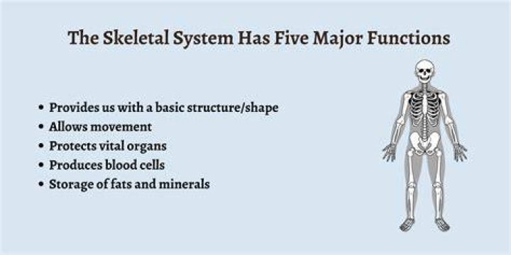 What Is The Job Of The Skeletal System